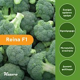 Σπόροι Μπρόκολου REINA F1 2500 σπόροι