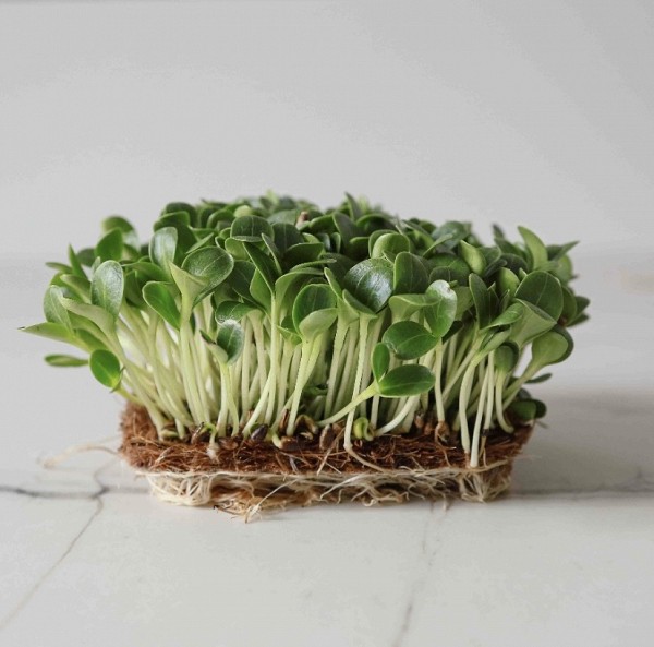 Σπόροι Microgreens MILK THISTLE 1kg
