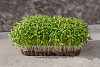 Σπόροι Microgreens Κόλιανδρο, Split 1kg