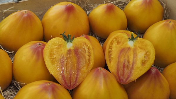 Σπόροι Τομάτας Gourmansun 250 σπόροι