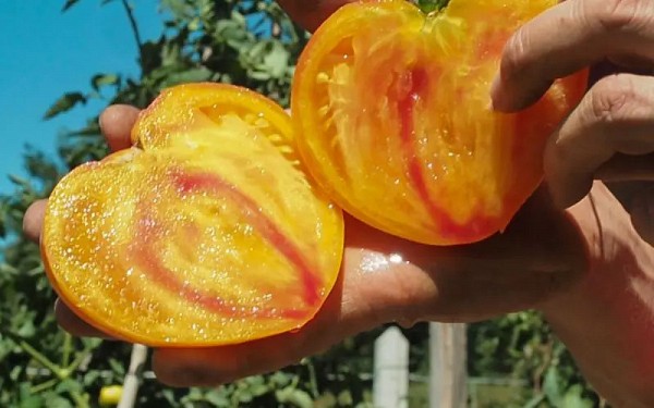 Σπόροι Τομάτας Gourmansun 250 σπόροι