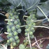 Σπόροι Λαχανάκι Βρυξελλών Martinus F1 2500 seeds