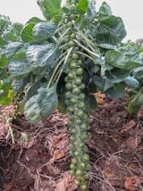 Σπόροι Λαχανάκι Βρυξελλών Octia F1 2500 seeds