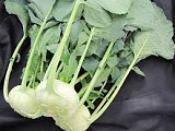 Σπόροι Kohlrabi Solares F1 2500 σπόροι
